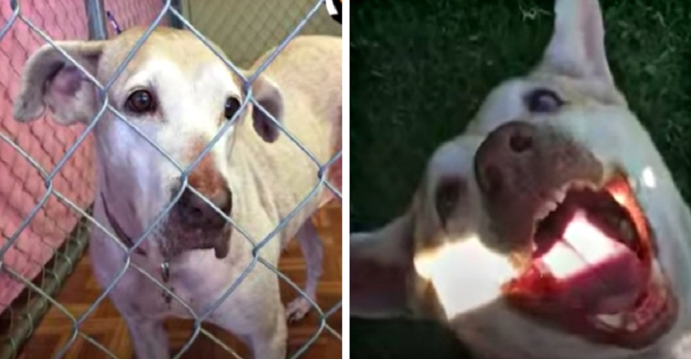 Después de 7 años en el refugio un perrito es adoptado y su felicidad no puede ser más grande
