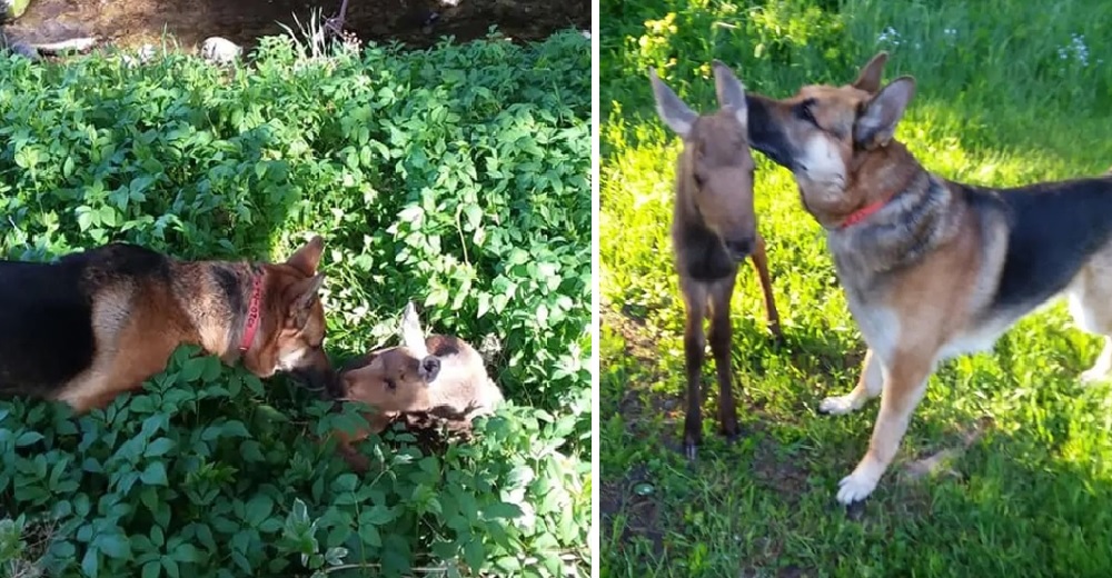 Un pastor alemán encuentra a una alce abandonada de 6 días y no duda en darle toda su protección Un pastor alemán encuentra a una alce abandonada de 6 días y no duda en darle toda su protección