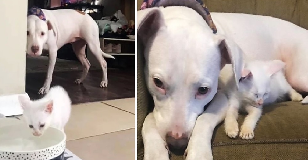 Gatito rescatado recibe de una perrita los mejores cuidados que necesitaba para recuperarse Gatito rescatado recibe de una perrita los mejores cuidados que necesitaba para recuperarse
