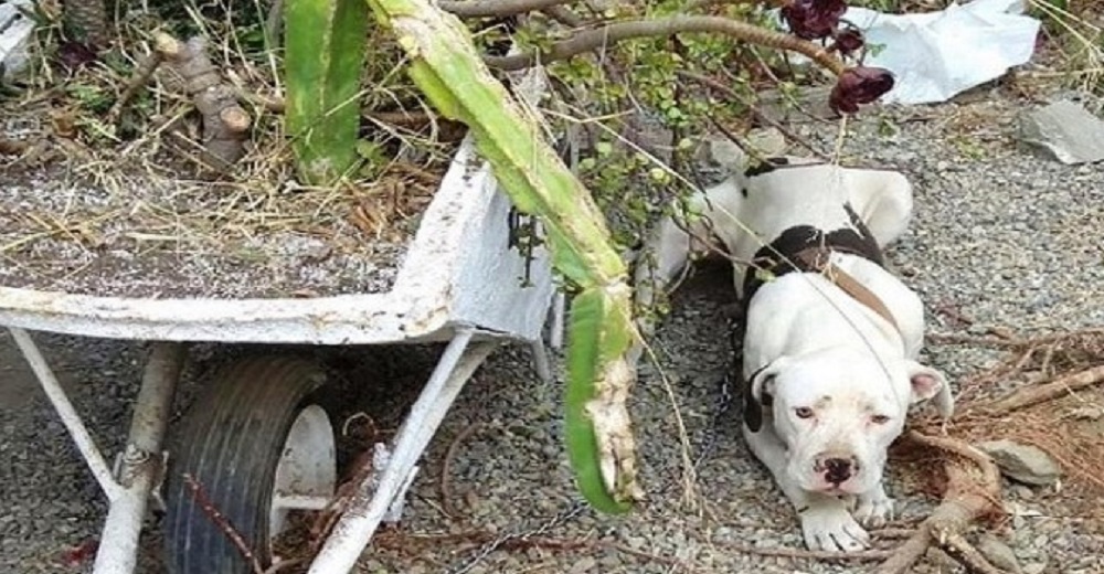 Una pareja rompe y se van de la casa dejando a su perro atado en la intemperie a su suerte Una pareja rompe y se van de la casa dejando a su perro atado en la intemperie a su suerte