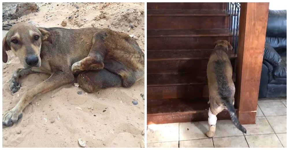 Perseverante perrito de dos patas logra subir las escaleras y emociona a miles de personas Perseverante perrito de dos patas logra subir las escaleras y emociona a miles de personas