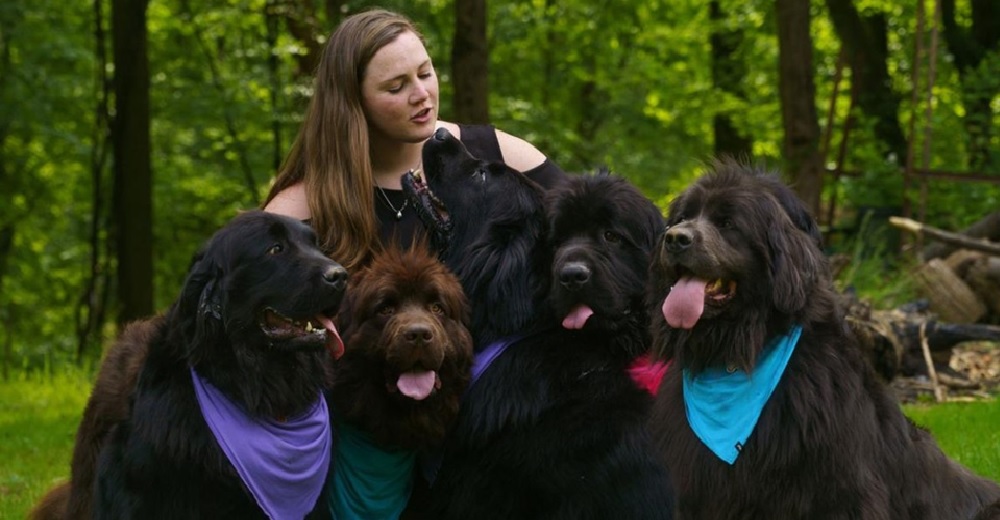 Vive con 9 de estos hermosos perros gigantes y quiere compartir toda la felicidad que le dan Vive con 9 de estos hermosos perros gigantes y quiere compartir toda la felicidad que le dan