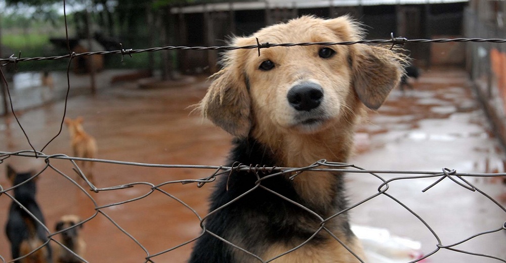 Un estado se convierte en el único que prohíbe sacrificar animalitos ancianos de los refugios Un estado se convierte en el único que prohíbe sacrificar animalitos ancianos de los refugios