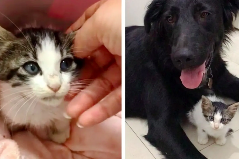 Salió de paseo con sus perros y regresó con con un gatito que necesitaba ayuda urgente Salió de paseo con sus perros y regresó con con un gatito que necesitaba ayuda urgente