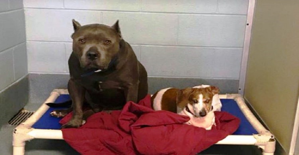 Un pitbull y su amigo al fin son adoptados juntos, pero días después abandonan al perrito ciego