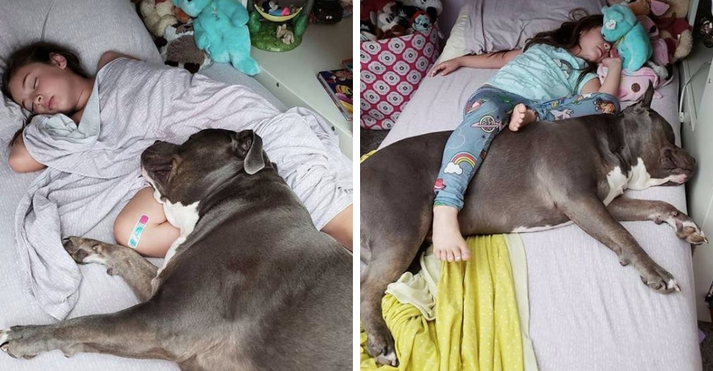Un pitbull y su hermanita no se separan ni de noche ni de día Un pitbull y su hermanita no se separan ni de noche ni de día
