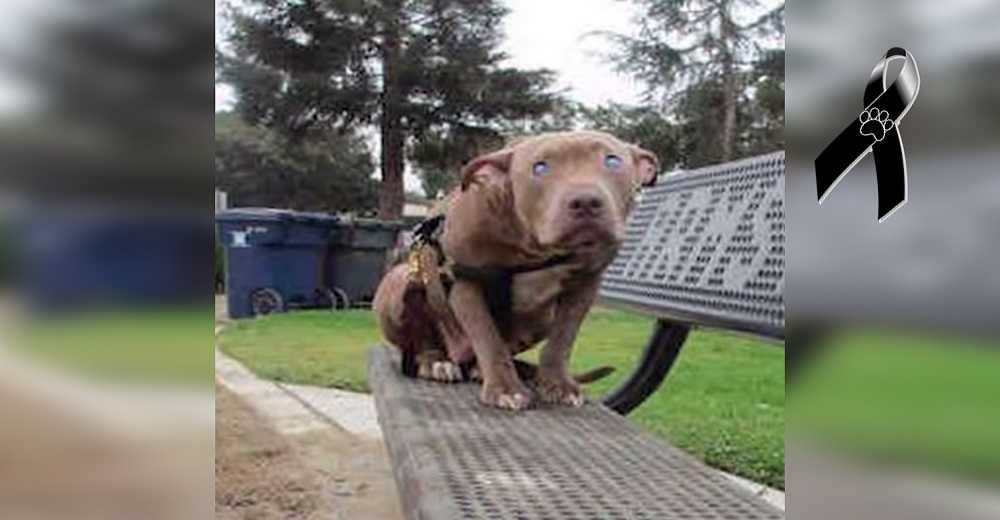 Perrita ciega, triste y aterrada, sujeta a un banco, no tenía idea que su dueño la abandonó Perrita ciega, triste y aterrada, sujeta a un banco, no tenía idea que su dueño la abandonó