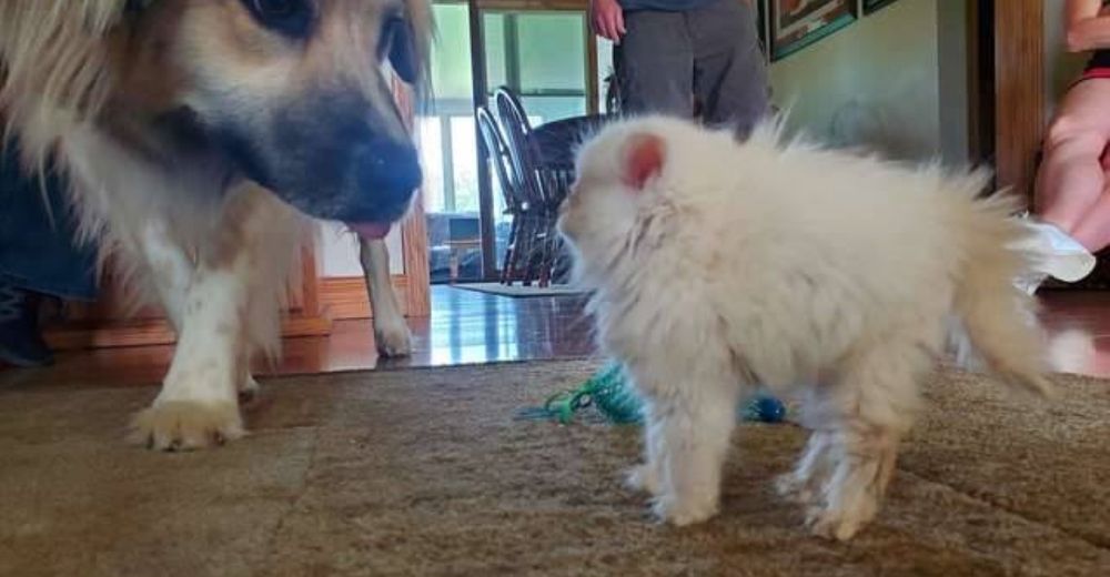 El gatito más pequeño conoce a sus nuevos hermanos caninos y desafía todas las probabilidades El gatito más pequeño conoce a sus nuevos hermanos caninos y desafía todas las probabilidades