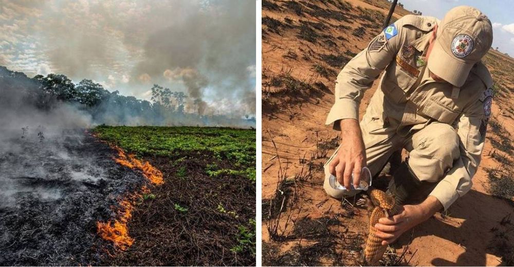 Ayudar a los animales afectados por el incendio del Amazonas está en TUS MANOS