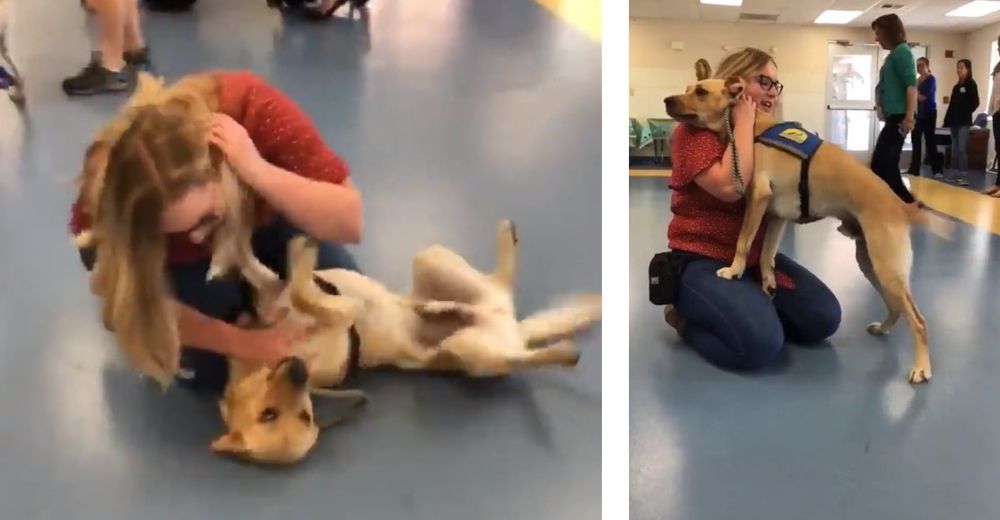 Un perrito «súper tranquilo» olvida todo su entrenamiento cuando ve a su maestra de nuevo Un perrito «súper tranquilo» olvida todo su entrenamiento cuando ve a su maestra de nuevo
