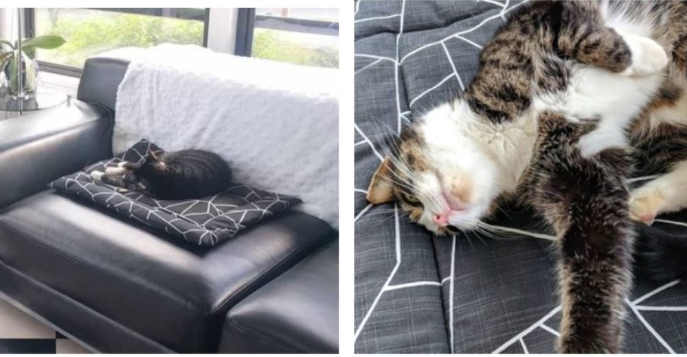 Una pareja decide comprar una nueva casa y descubre que viene con un adorable gatito incluido