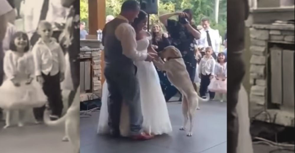 Perrito sorprende a sus dueños participando en su primer baile de recién casados Perrito sorprende a sus dueños participando en su primer baile de recién casados
