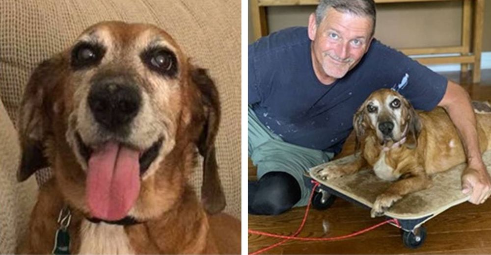 Papá construye la mejor solución para que su perro con artritis nunca sienta que se queda atrás Papá construye la mejor solución para que su perro con artritis nunca sienta que se queda atrás