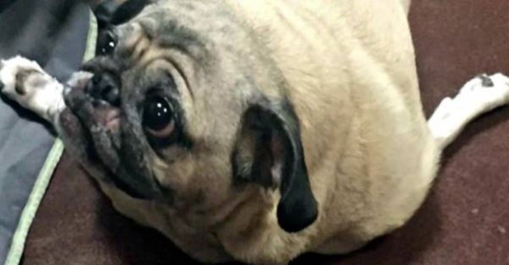 Bella finalmente se entregó al veterinario tras soportar terribles dolores por sus codos rotos Bella finalmente se entregó al veterinario tras soportar terribles dolores por sus codos rotos