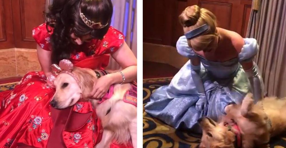 Perrita de servicio no puede creer que conoció a sus princesas favoritas de Disney Perrita de servicio no puede creer que conoció a sus princesas favoritas de Disney