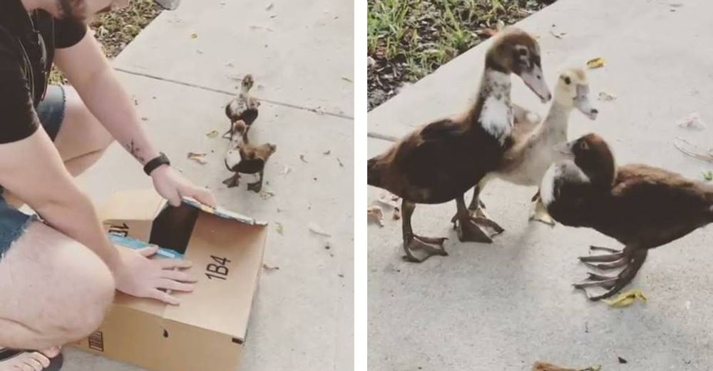 El conmovedor encuentro entre un patito que estaba enfermo y sus hermanitos se vuelve viral El conmovedor encuentro entre un patito que estaba enfermo y sus hermanitos se vuelve viral