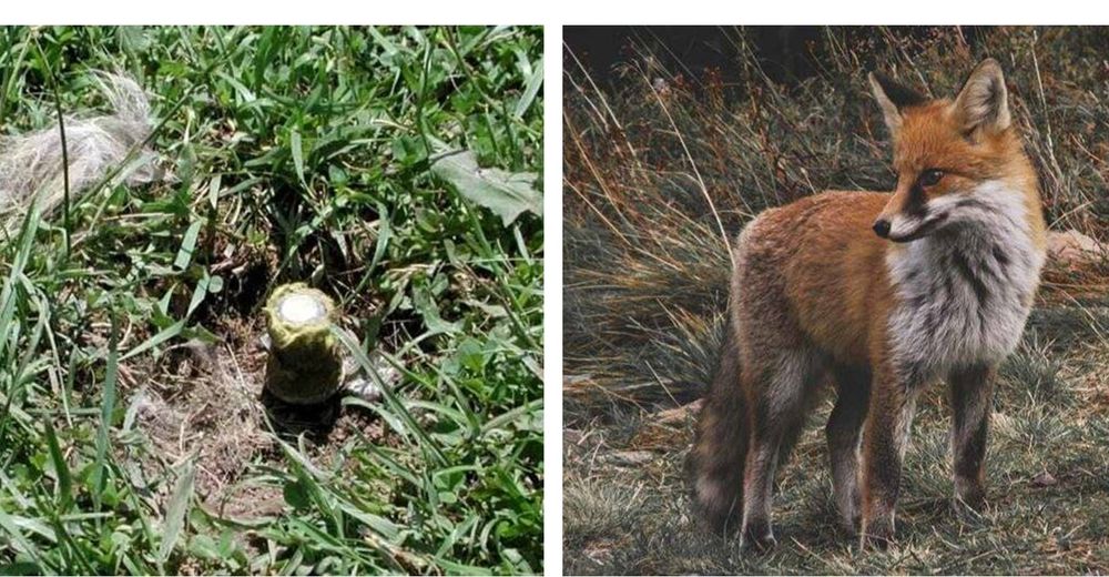 Autorizan el uso de bombas de cianuro para acabar con la vida de animales salvajes