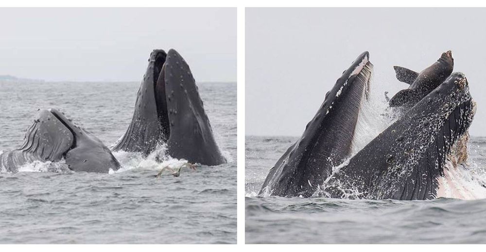 Los amigos de este león marino jamás le podrán creer su traumático encuentro con una ballena