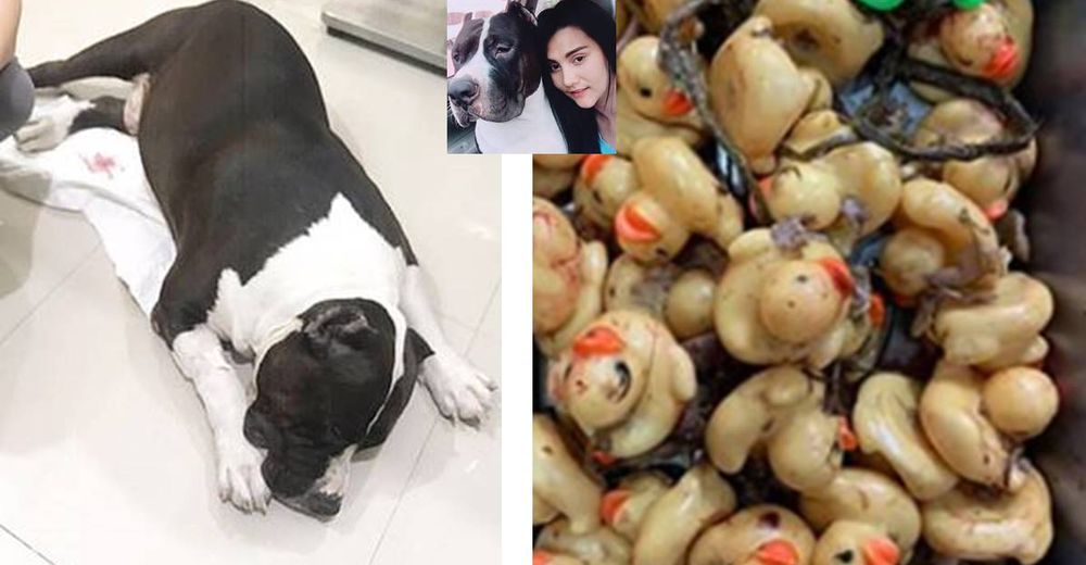 Lleva a su perro decaído a la clínica y le extraen 32 patitos de goma de su estómago