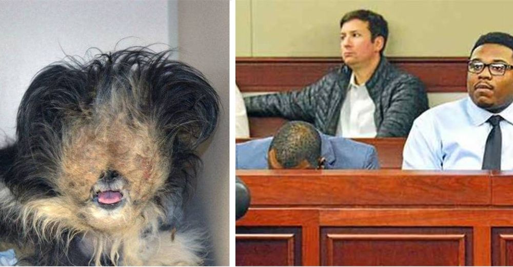 Una familia que sometió al peor trato a su perrita durante 7 años se enfrenta a la ley