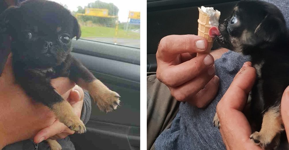 Encuentran un adorable cachorrito en una bolsa de plástico como si fuera un desperdicio