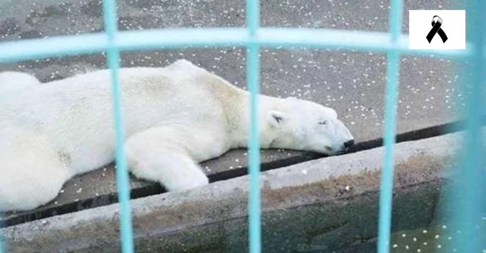 Muere el oso polar más triste del mundo tras 21 años de encierro en un zoológico