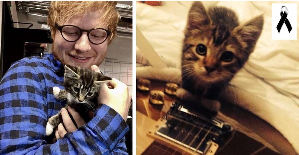 Ed Sheeran anuncia la trágica muerte de su amado gatito Graham que fue rescatado de las calles Ed Sheeran anuncia la trágica muerte de su amado gatito Graham que fue rescatado de las calles