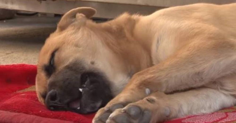 Perrito callejero que era sometido al peor trato, no puede dormir por las constantes pesadillas Perrito callejero que era sometido al peor trato, no puede dormir por las constantes pesadillas