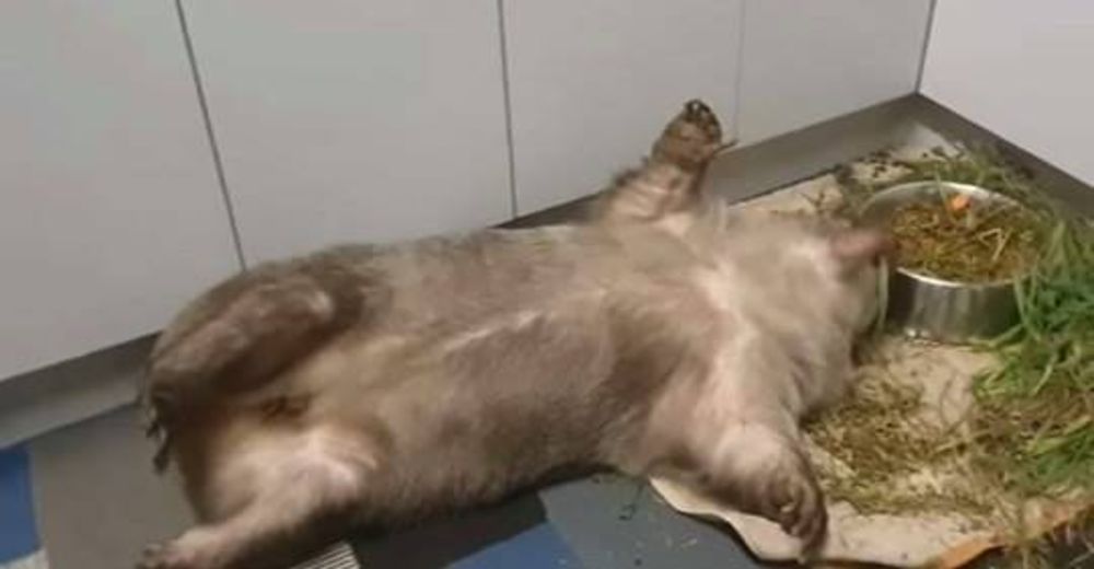Un wombat rescatado súper perezoso encuentra la manera perfecta de alimentarse