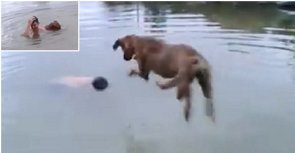 Perrita ve a un hombre ahogándose y salta al agua para salvarle la vida con una gran maniobra