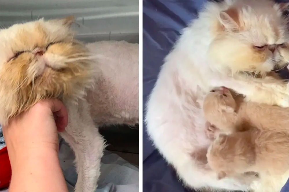 Alguien decidió tenderle la mano a esta gatita miserable, pero ella no venía sola Alguien decidió tenderle la mano a esta gatita miserable, pero ella no venía sola