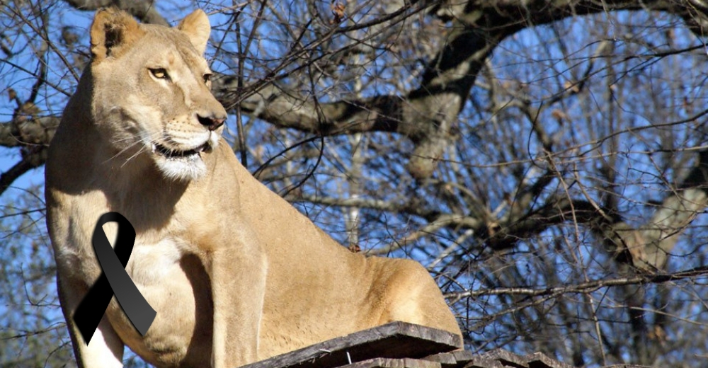 El mundo animal llora la partida de Sheba, la imponente leona que perdió la vida injustamente El mundo animal llora la partida de Sheba, la imponente leona que perdió la vida injustamente