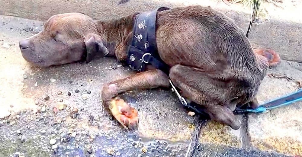 Piden ayuda para hallar al hombre que no alimentó a su perro durante meses y lo tiró como basura Piden ayuda para hallar al hombre que no alimentó a su perro durante meses y lo tiró como basura