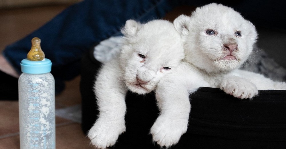 Simba y Nala, los raros leones blancos que han nacido lejos de la mano destructora del hombre