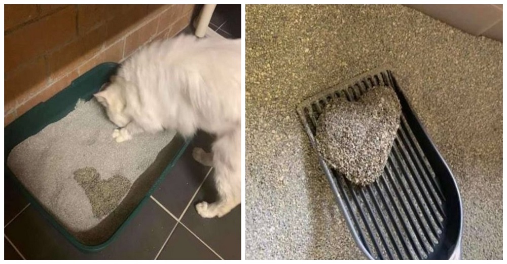 Gatito rescatado agradece de la forma más tierna dejando una huella especial en su caja de arena Gatito rescatado agradece de la forma más tierna dejando una huella especial en su caja de arena
