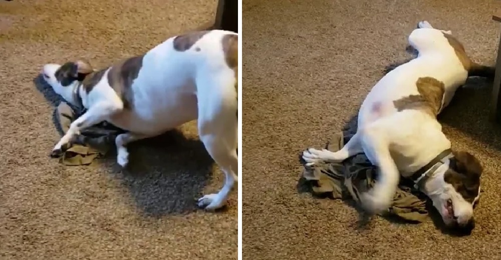 La reacción de un perro tras oler la camiseta «maloliente» que su papá le envió desde lejos La reacción de un perro tras oler la camiseta «maloliente» que su papá le envió desde lejos