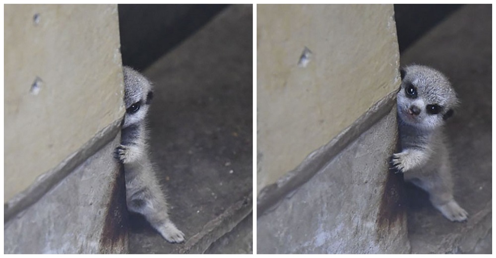 Un fotógrafo captura a un tímido suricata bebé junto a su familia