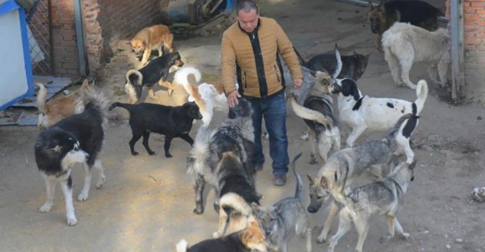 Millonario gasta toda su fortuna rescatando del mercado de carne a miles de perritos