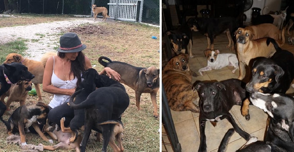 Una mujer abre las puertas de su casa para salvar a 97 perros tras el devastador huracán Dorian