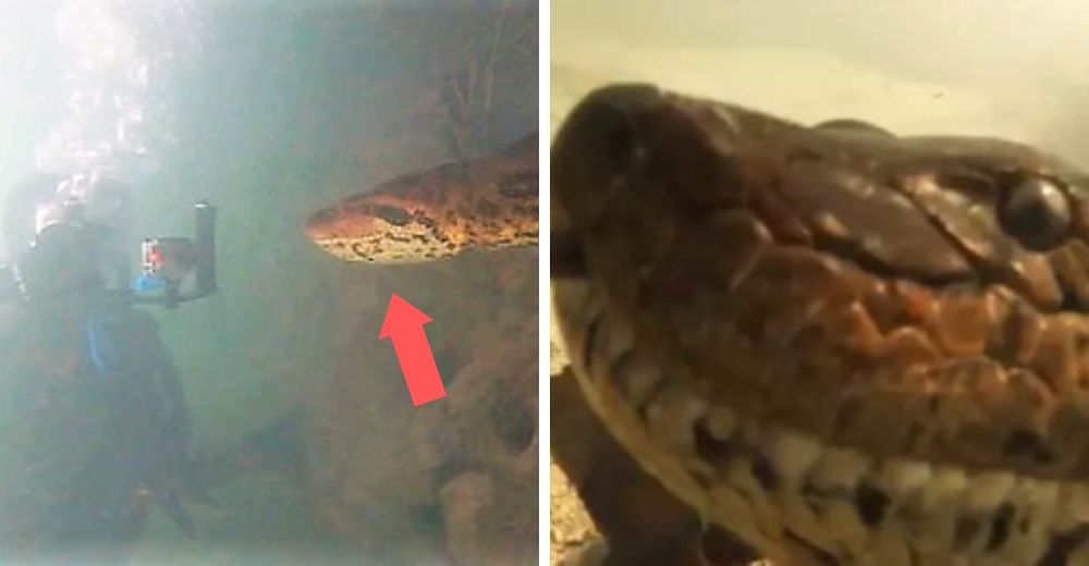 Dos buzos tienen un sorprendente encuentro con una anaconda de 7 metros y se vuelve viral