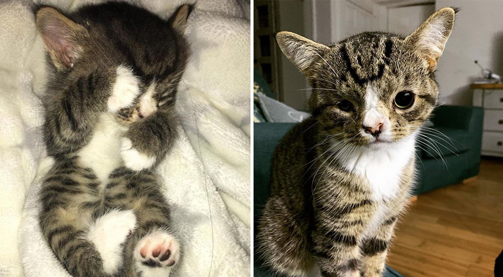 Un gatito de rara apariencia fue abandonado por su familia hasta que por fin enamoró a alguien Un gatito de rara apariencia fue abandonado por su familia hasta que por fin enamoró a alguien
