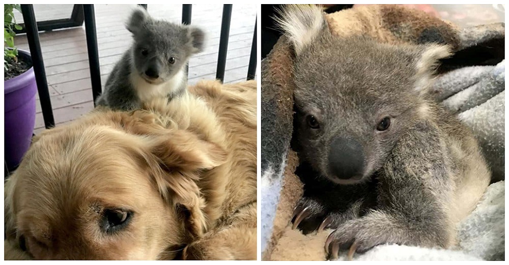 Golden con coraz贸n de oro sorprende a su familia llevando a su casa al beb茅 koala que rescat贸 Golden con coraz贸n de oro sorprende a su familia llevando a su casa al beb茅 koala que rescat贸