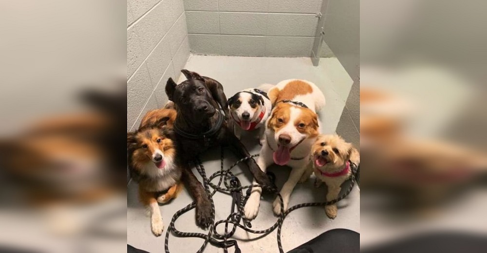 Estos perritos aman tanto a su mamá humana que no toleran que vaya sola al baño