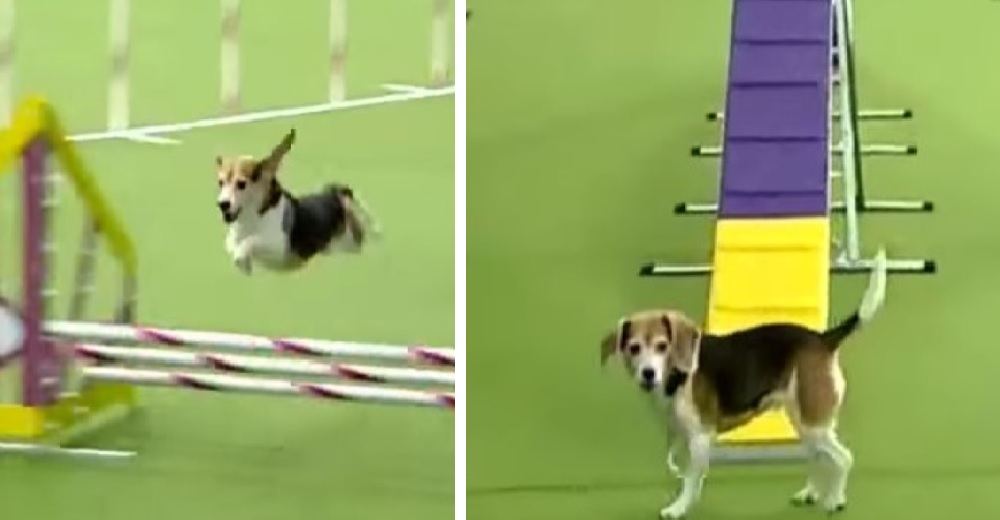 Una graciosa Beagle se distrae en una competencia pero hace que el espectáculo sea inolvidable Una graciosa Beagle se distrae en una competencia pero hace que el espectáculo sea inolvidable