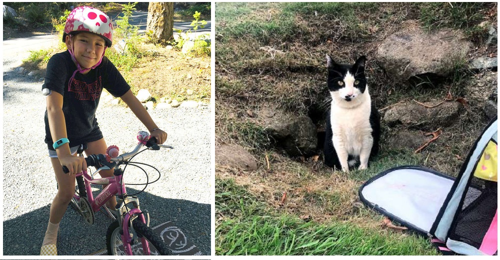 Una niña se convierte en la mejor detective y reúne a animales desaparecidos con sus familias Una niña se convierte en la mejor detective y reúne a animales desaparecidos con sus familias