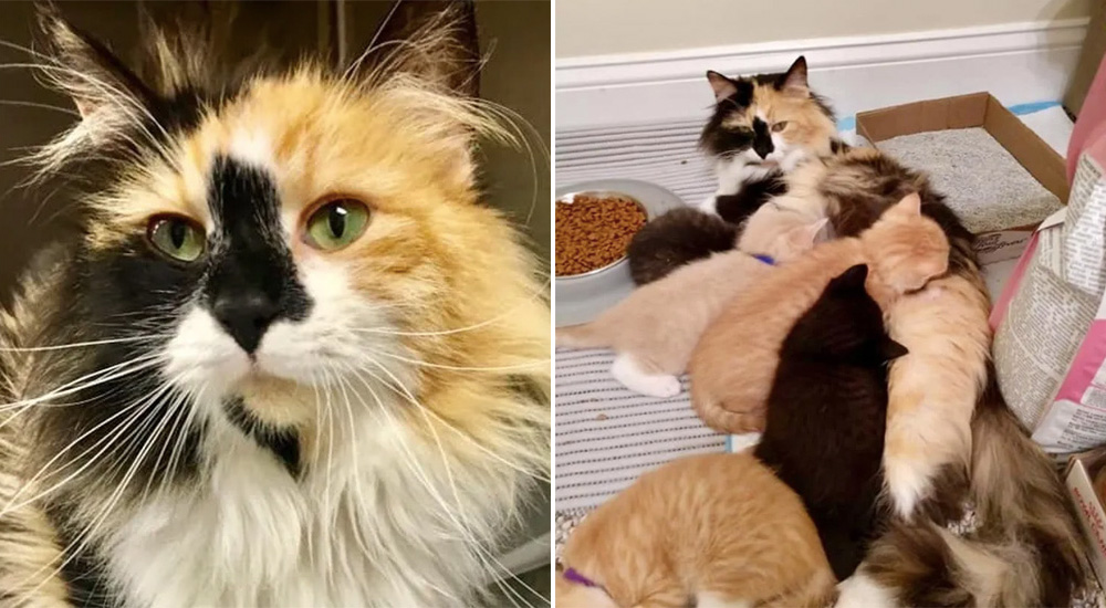 Llevan a la clínica a una gata rescatada de la calle, al llegar la ven limpiando a sus bebés Llevan a la clínica a una gata rescatada de la calle, al llegar la ven limpiando a sus bebés