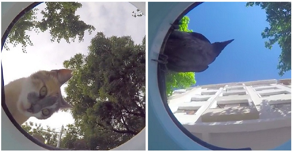 Coloca una cámara en un tazón de agua para animales callejeros y el video da la vuelta al mundo Coloca una cámara en un tazón de agua para animales callejeros y el video da la vuelta al mundo