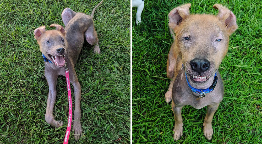 Chupey, el especial cachorro que nació con una simpática sonrisa que no puede ocultar Chupey, el especial cachorro que nació con una simpática sonrisa que no puede ocultar