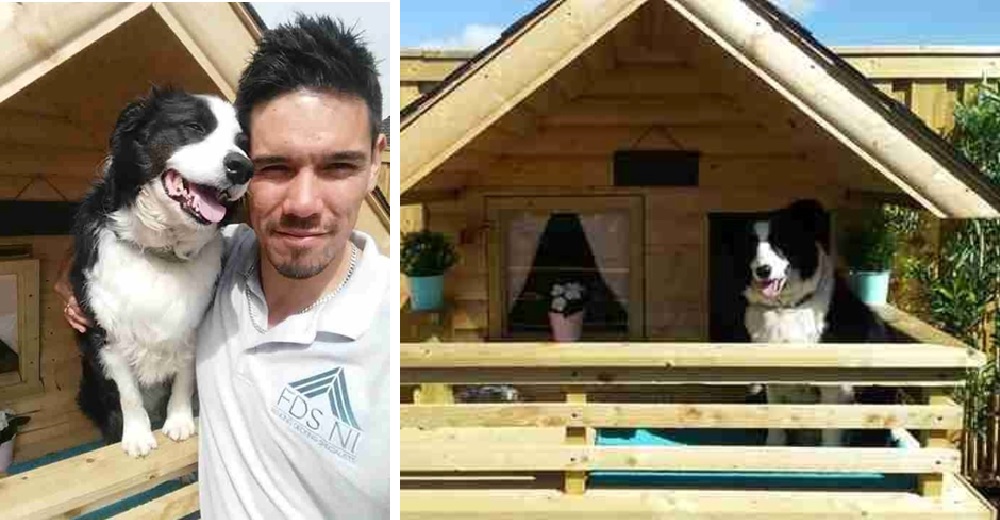Se esfuerza para construir la mejor casa para que su perrita pueda estar cómoda en el jardín Se esfuerza para construir la mejor casa para que su perrita pueda estar cómoda en el jardín
