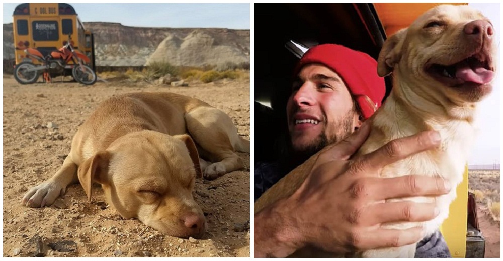 Un youtuber ve un peludito que yacía bajo el sol inclemente en un desierto y se detiene